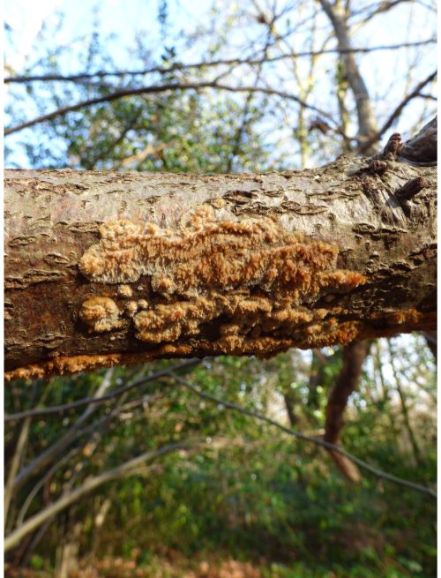Fruit bodies on birch in Rochford, UK.